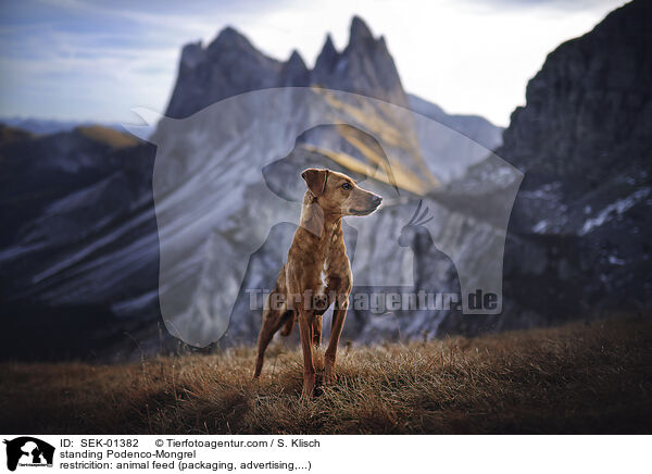 stehender Podenco-Mischling / standing Podenco-Mongrel / SEK-01382