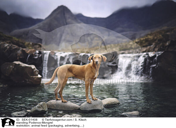 stehender Podenco-Mischling / standing Podenco-Mongrel / SEK-01408