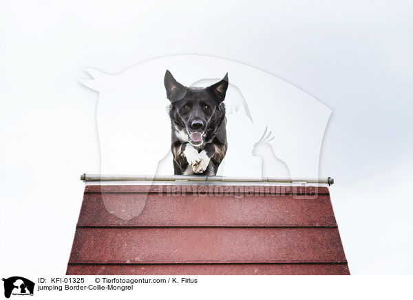 springender Border-Collie-Mischling / jumping Border-Collie-Mongrel / KFI-01325
