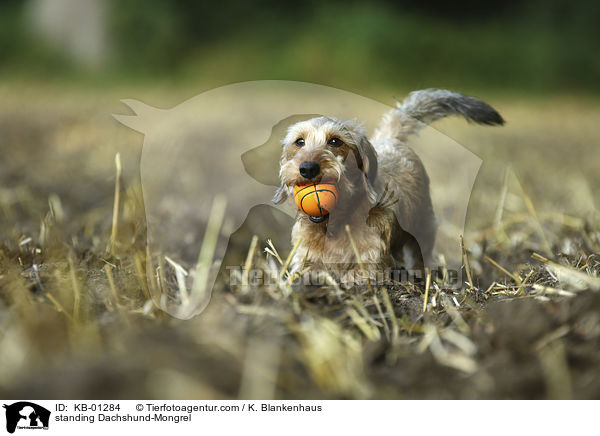 stehender Dackel-Mischling / standing Dachshund-Mongrel / KB-01284