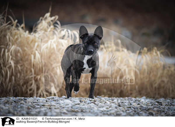 laufender Basenji-Franzsische-Bulldogge-Mischling / walking Basenji-French-Bulldog-Mongrel / KAM-01031
