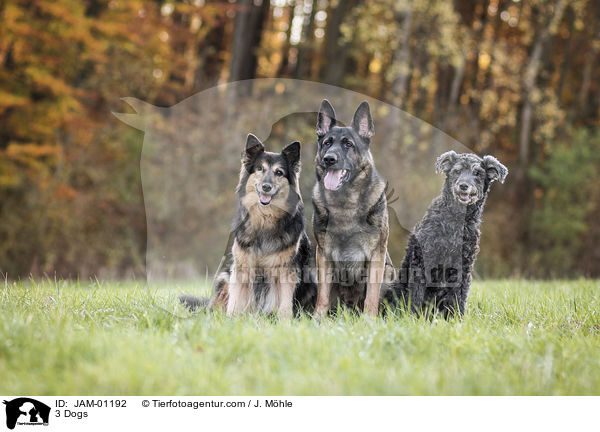 3 Dogs / JAM-01192