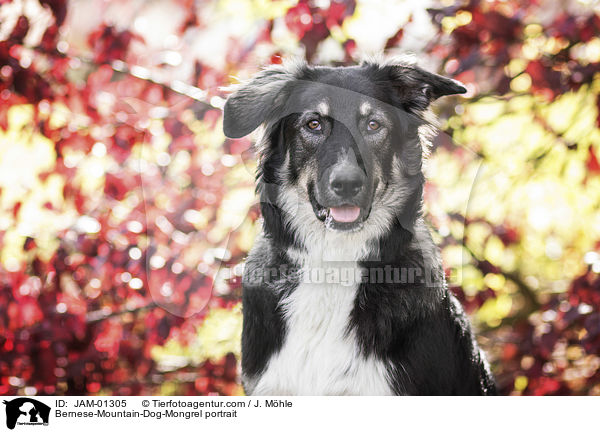 Berner-Sennenhund-Mischling Portrait / Bernese-Mountain-Dog-Mongrel portrait / JAM-01305