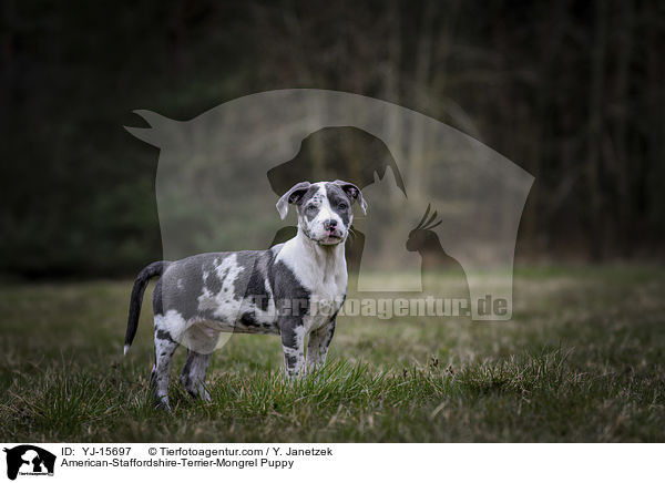 American-Staffordshire-Terrier-Mischling Welpe / American-Staffordshire-Terrier-Mongrel Puppy / YJ-15697