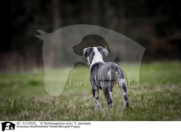 American-Staffordshire-Terrier-Mischling Welpe / American-Staffordshire-Terrier-Mongrel Puppy / YJ-15703