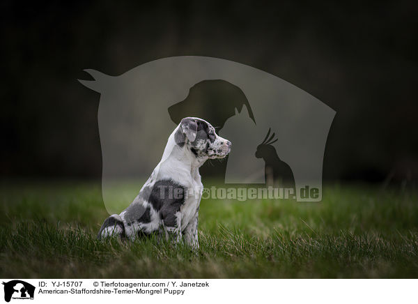 American-Staffordshire-Terrier-Mischling Welpe / American-Staffordshire-Terrier-Mongrel Puppy / YJ-15707
