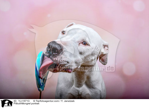 Pitbull-Mischling Portrait / Pitbull-Mongrel portrait / YJ-15713