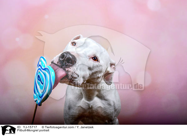 Pitbull-Mischling Portrait / Pitbull-Mongrel portrait / YJ-15717