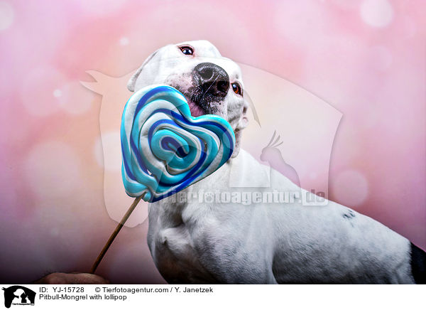 Pitbull-Mischling mit Lolli / Pitbull-Mongrel with lollipop / YJ-15728