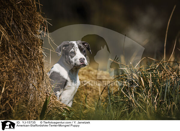 American-Staffordshire-Terrier-Mischling Welpe / American-Staffordshire-Terrier-Mongrel Puppy / YJ-15735