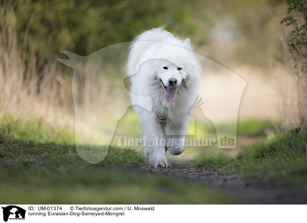 rennender Eurasier-Samojede-Mischling / running Eurasian-Dog-Samoyed-Mongrel / UM-01374