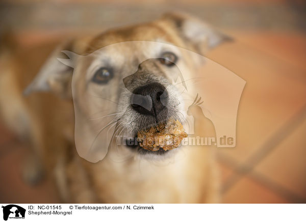 Schferhund-Mischling / Shepherd-Mongrel / NC-01545
