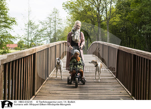 Menschen mit Whippet-Silken-Windsprite-Mischlinge / humans with Whippet-Silken-Windsprite-Mongrels / HBO-03235