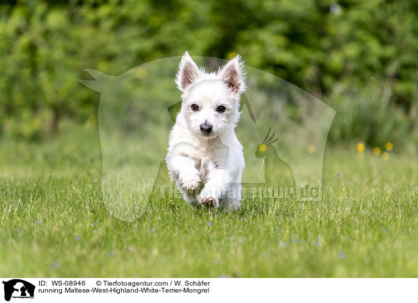 rennender Malteser-West-Highland-White-Terrier-Mischling / running Maltese-West-Highland-White-Terrier-Mongrel / WS-08946
