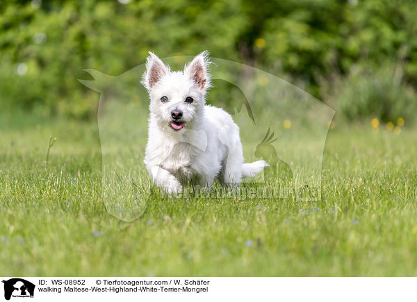 laufender Malteser-West-Highland-White-Terrier-Mischling / walking Maltese-West-Highland-White-Terrier-Mongrel / WS-08952