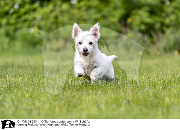 rennender Malteser-West-Highland-White-Terrier-Mischling / running Maltese-West-Highland-White-Terrier-Mongrel / WS-08953