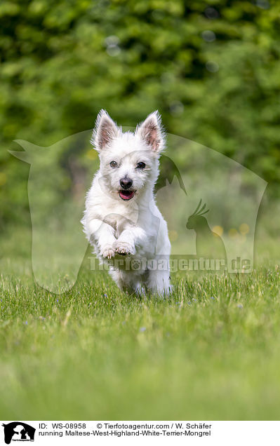rennender Malteser-West-Highland-White-Terrier-Mischling / running Maltese-West-Highland-White-Terrier-Mongrel / WS-08958