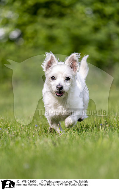 rennender Malteser-West-Highland-White-Terrier-Mischling / running Maltese-West-Highland-White-Terrier-Mongrel / WS-08959