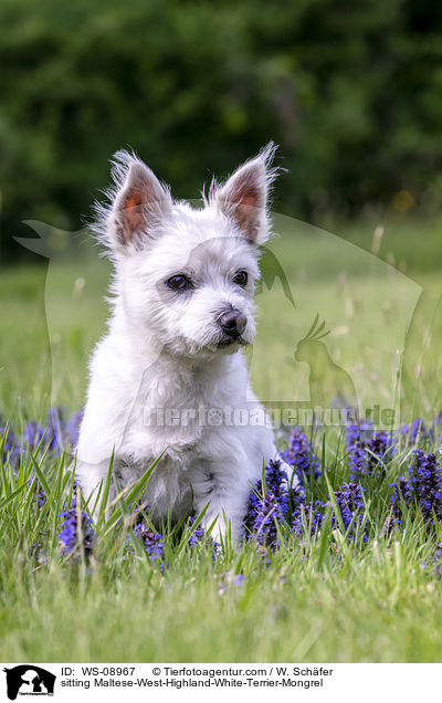 sitzender Malteser-West-Highland-White-Terrier-Mischling / sitting Maltese-West-Highland-White-Terrier-Mongrel / WS-08967