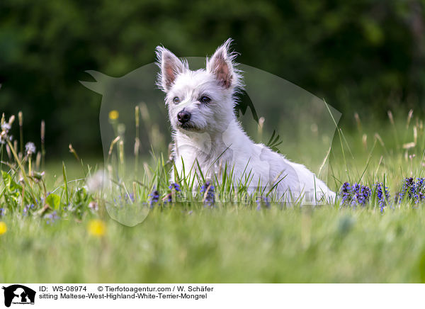 sitzender Malteser-West-Highland-White-Terrier-Mischling / sitting Maltese-West-Highland-White-Terrier-Mongrel / WS-08974