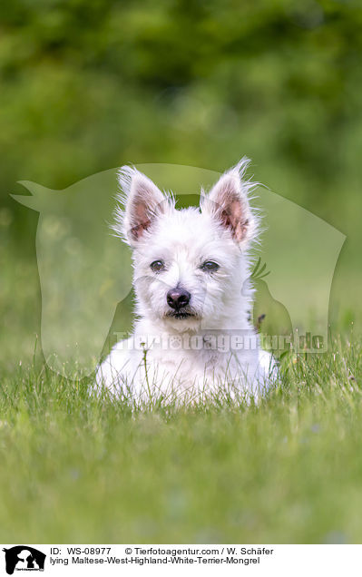 liegender Malteser-West-Highland-White-Terrier-Mischling / lying Maltese-West-Highland-White-Terrier-Mongrel / WS-08977