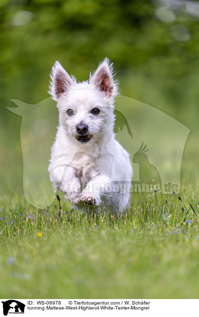 rennender Malteser-West-Highland-White-Terrier-Mischling / running Maltese-West-Highland-White-Terrier-Mongrel / WS-08978