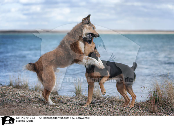 spielende Hunde / playing Dogs / KS-01082
