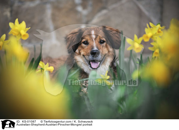 Australian-Shepherd-sterreichischer-Pinscher-Mischling Portrait / Australian-Shepherd-Austrian-Pinscher-Mongrel portrait / KS-01087