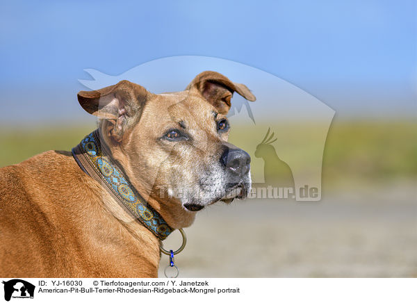 American-Pit-Bull-Terrier-Rhodesian-Ridgeback-Mischling Poprtrait / American-Pit-Bull-Terrier-Rhodesian-Ridgeback-Mongrel portrait / YJ-16030