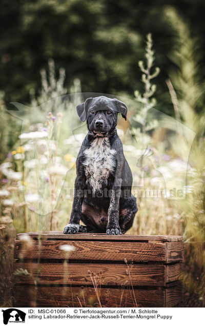 sitzender Labrador-Retriever-Jack-Russell-Terrier-Mischling Welpe / sitting Labrador-Retriever-Jack-Russell-Terrier-Mongrel Puppy / MSC-01066