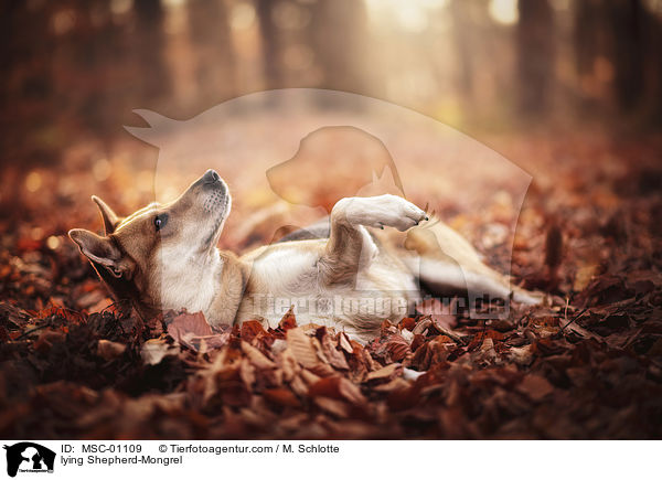 liegender Schferhund-Mischling / lying Shepherd-Mongrel / MSC-01109