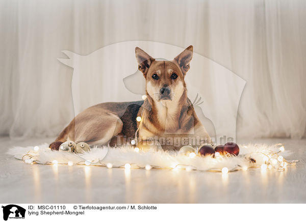 liegender Schferhund-Mischling / lying Shepherd-Mongrel / MSC-01110