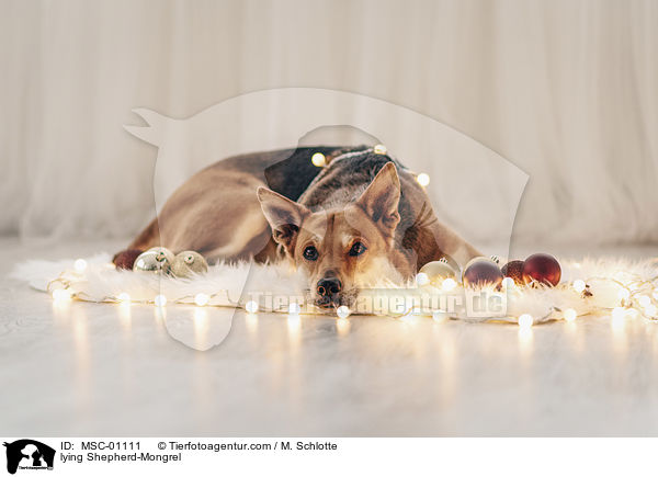 liegender Schferhund-Mischling / lying Shepherd-Mongrel / MSC-01111