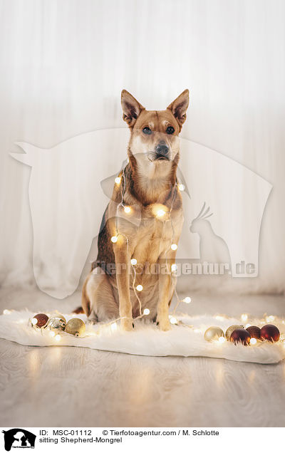 sitzender Schferhund-Mischling / sitting Shepherd-Mongrel / MSC-01112