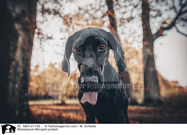Weimaraner-Mischling Portrait / Weimaraner-Mongrel portrait / MSC-01156