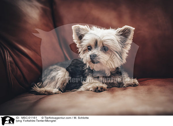 lying Yorkshire-Terrier-Mongrel / MSC-01161