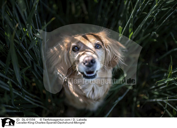 Cavalier-King-Charles-Spaniel-Dackel-Mischling / Cavalier-King-Charles-Spaniel-Dachshund-Mongrel / DL-01556