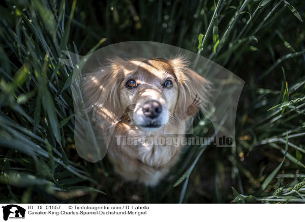 Cavalier-King-Charles-Spaniel-Dackel-Mischling / Cavalier-King-Charles-Spaniel-Dachshund-Mongrel / DL-01557