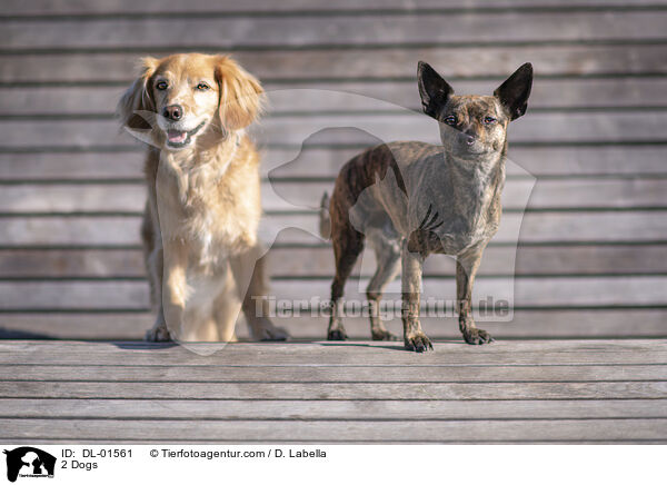 2 Hunde / 2 Dogs / DL-01561