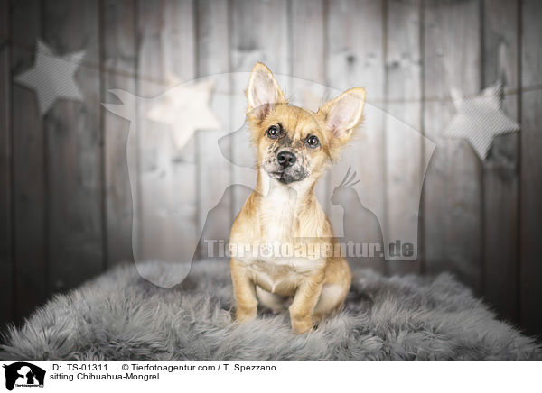 sitting Chihuahua-Mongrel / TS-01311