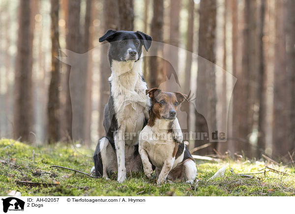 2 Hunde / 2 Dogs / AH-02057