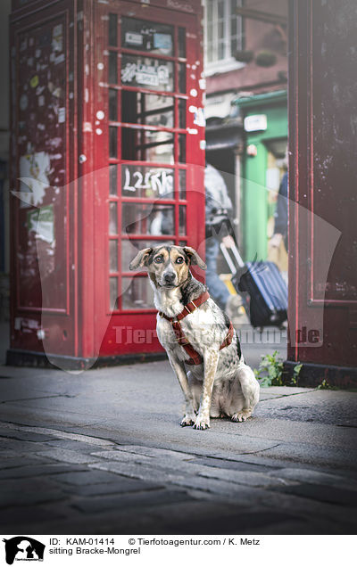 sitzender Bracken-Mischling / sitting Bracke-Mongrel / KAM-01414