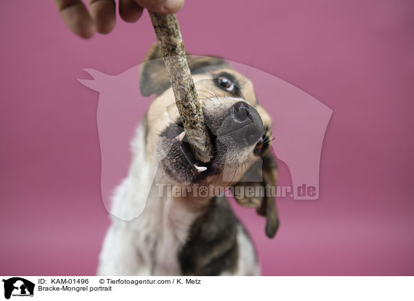 Bracken-Mischling Portrait / Bracke-Mongrel portrait / KAM-01496