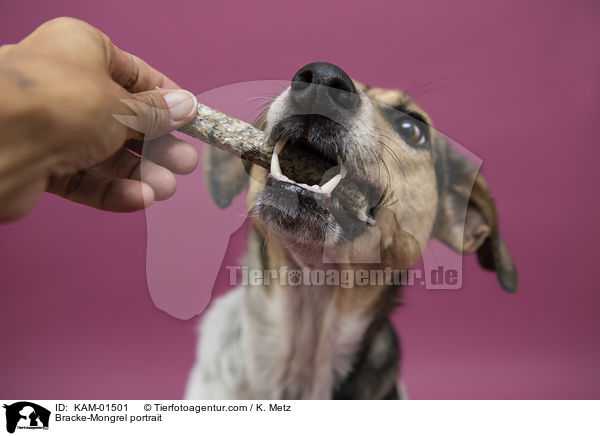 Bracken-Mischling Portrait / Bracke-Mongrel portrait / KAM-01501