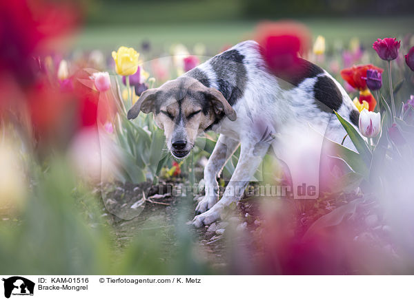Bracken-Mischling / Bracke-Mongrel / KAM-01516