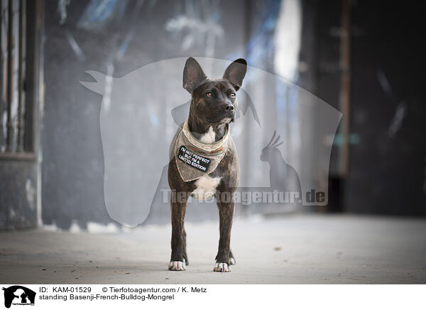 stehender Basenji-Franzsische-Bulldogge-Mischling / standing Basenji-French-Bulldog-Mongrel / KAM-01529