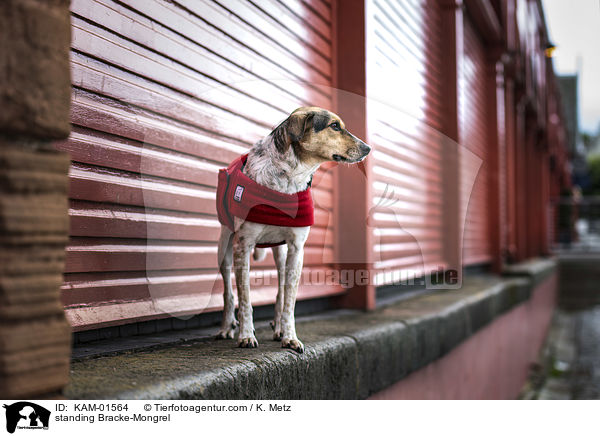 stehender Bracken-Mischling / standing Bracke-Mongrel / KAM-01564