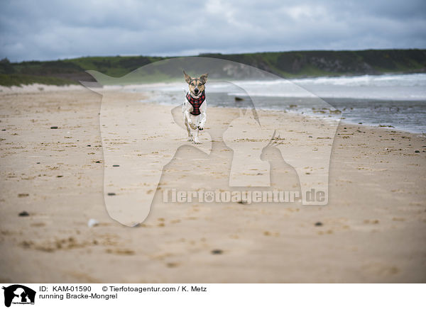 rennender Bracken-Mischling / running Bracke-Mongrel / KAM-01590