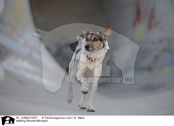 laufender Bracken-Mischling / walking Bracke-Mongrel / KAM-01657