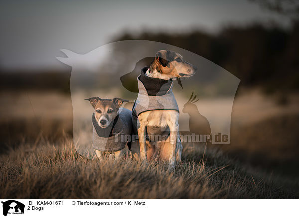 2 Hunde / 2 Dogs / KAM-01671